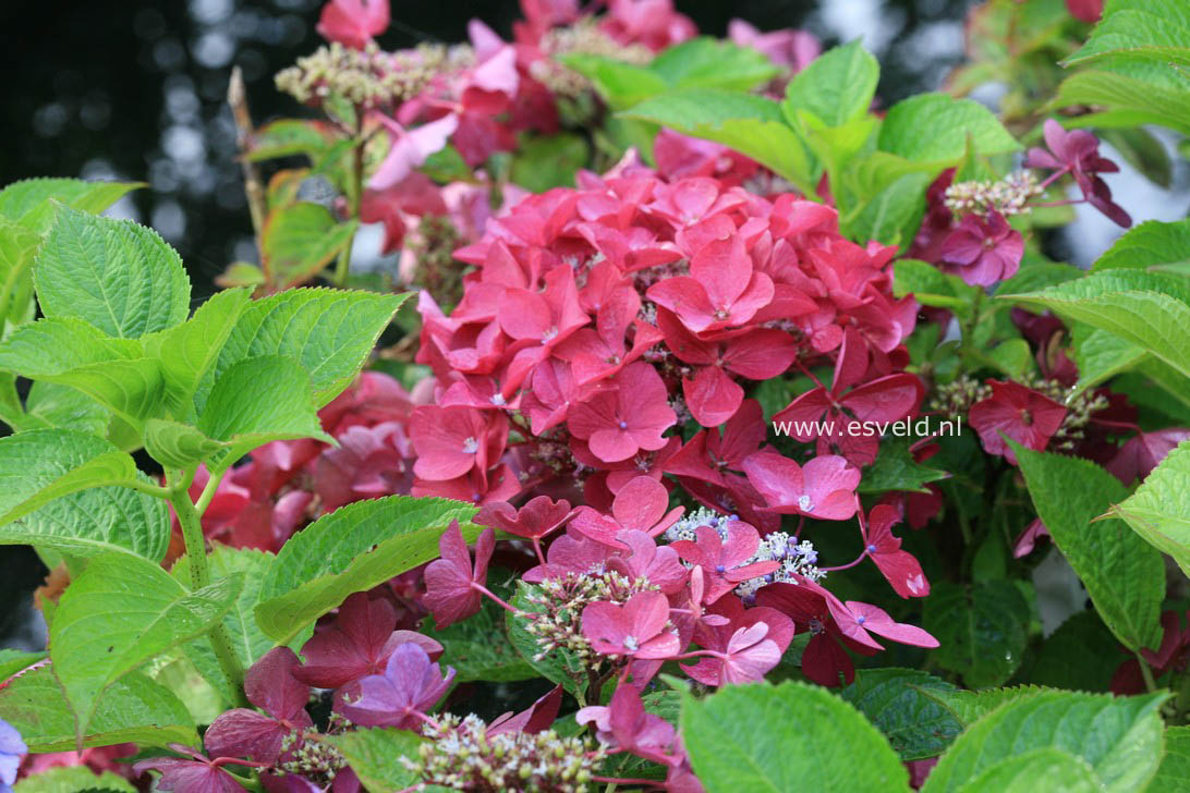 Hydrangea macrophylla 'Rotschwanz'