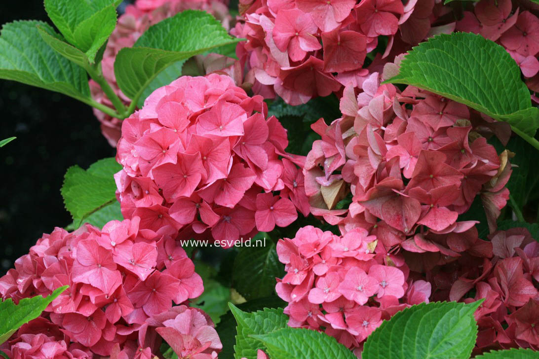 Hydrangea macrophylla 'Glowing Embers'