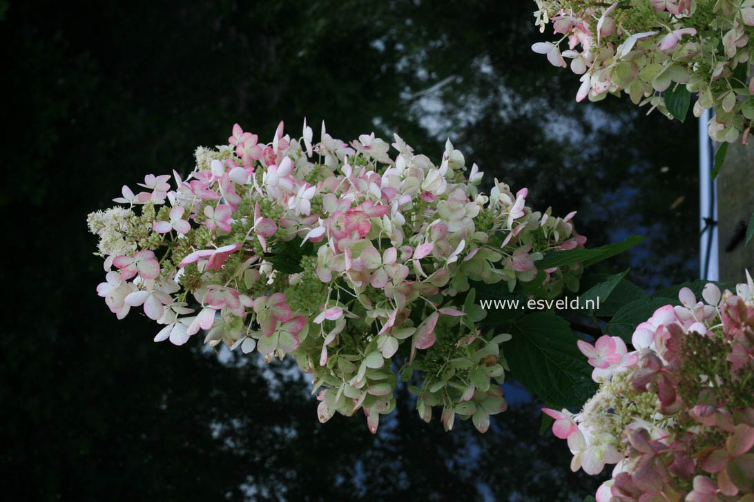 Hydrangea paniculata 'Ruby' (ANGELS BLUSH)