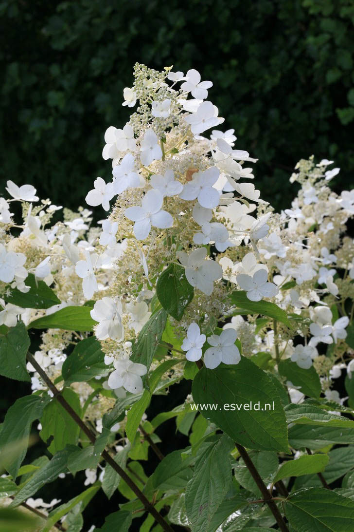 Hydrangea paniculata 'Skylight'