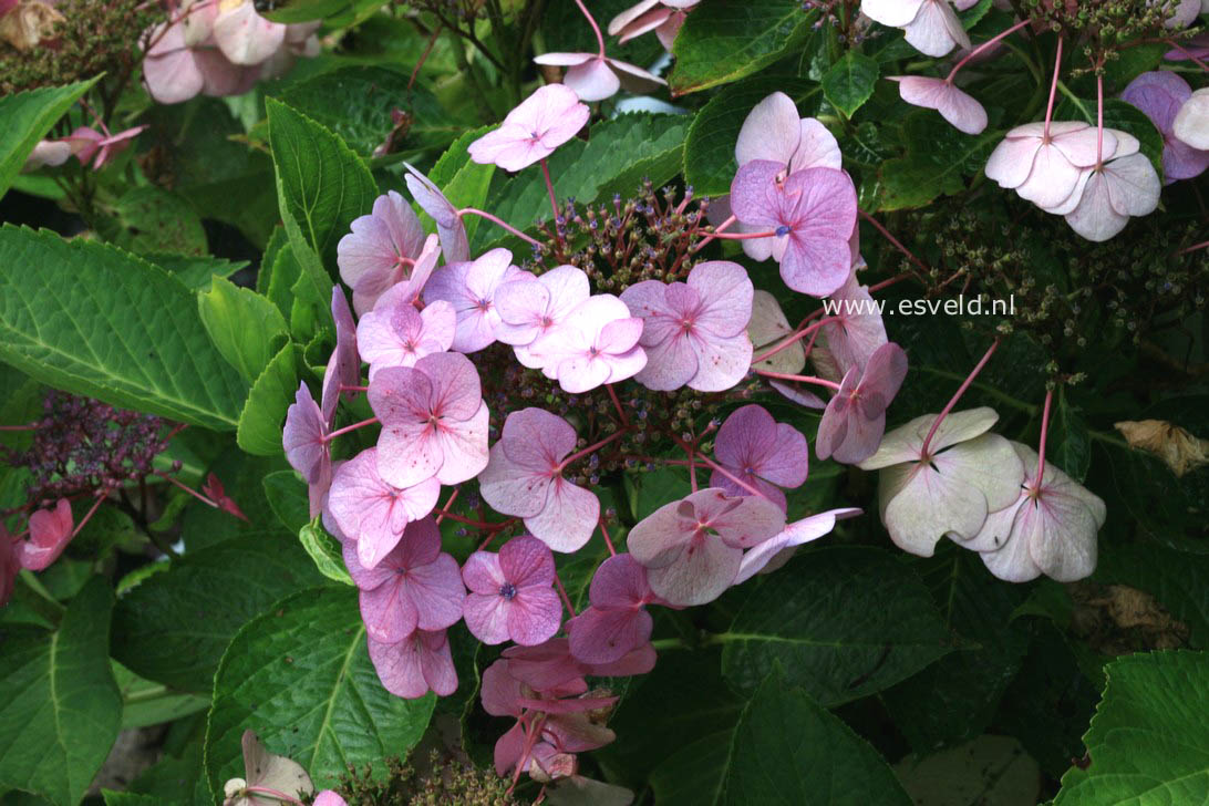 Hydrangea macrophylla 'Geoffrey Chadbund'