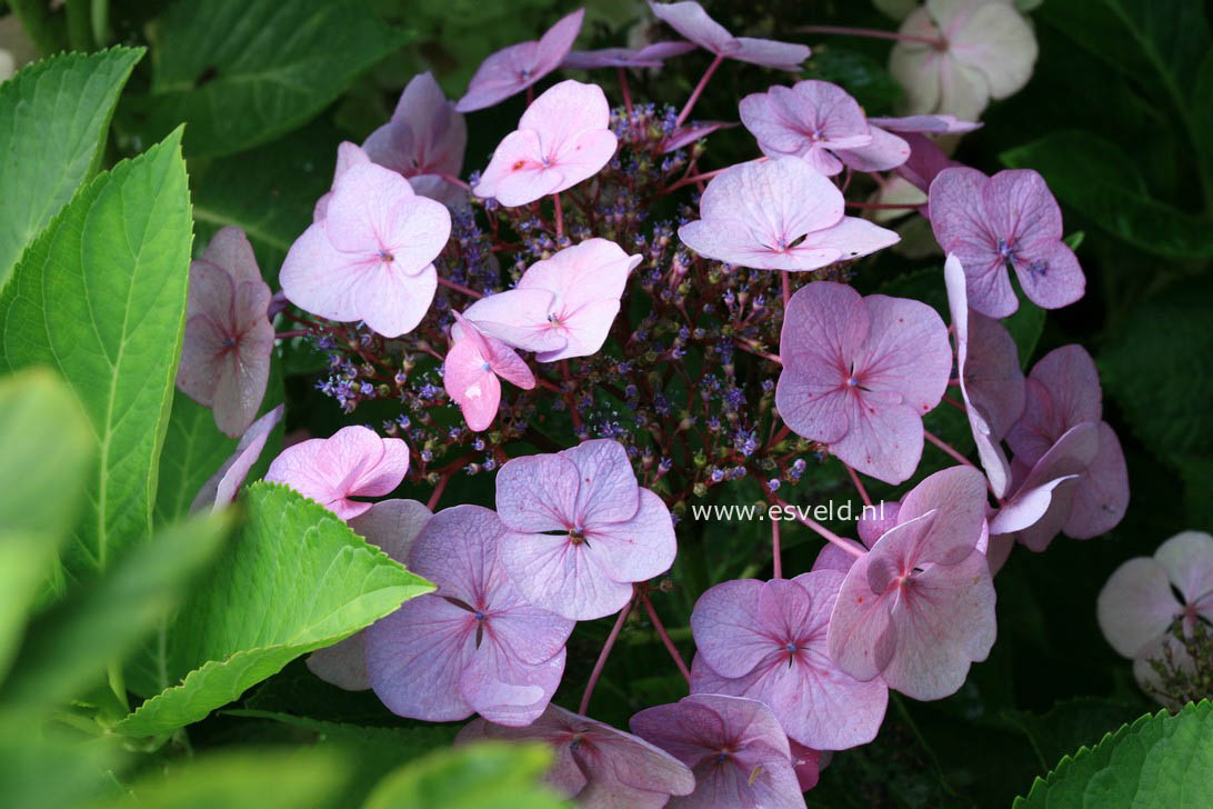 Hydrangea macrophylla 'Geoffrey Chadbund'