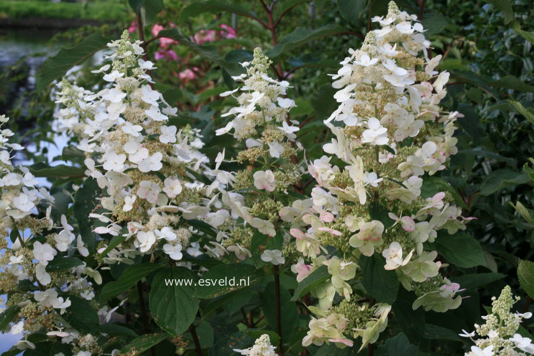 Hydrangea paniculata 'Vera'