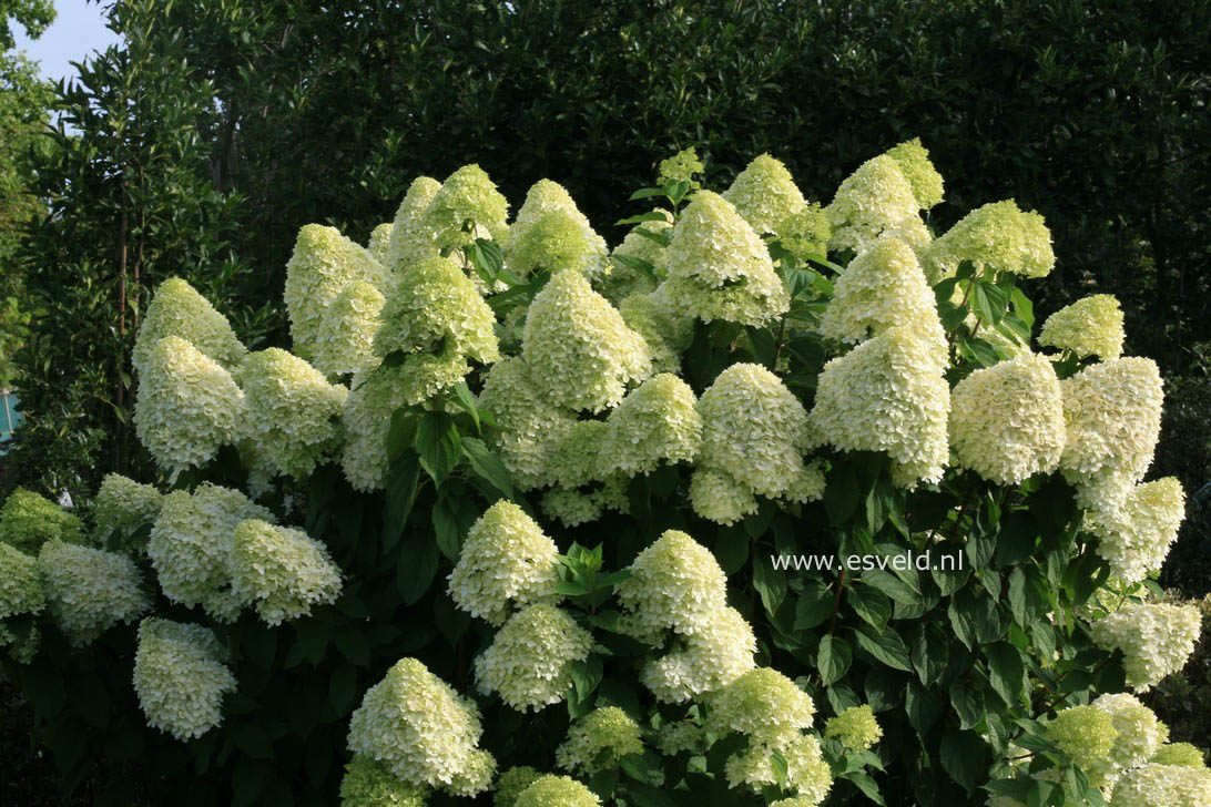 Hydrangea paniculata 'Limelight'