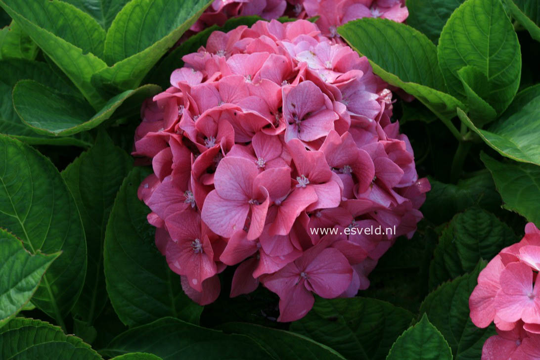 Hydrangea macrophylla 'Ami Pasquier'