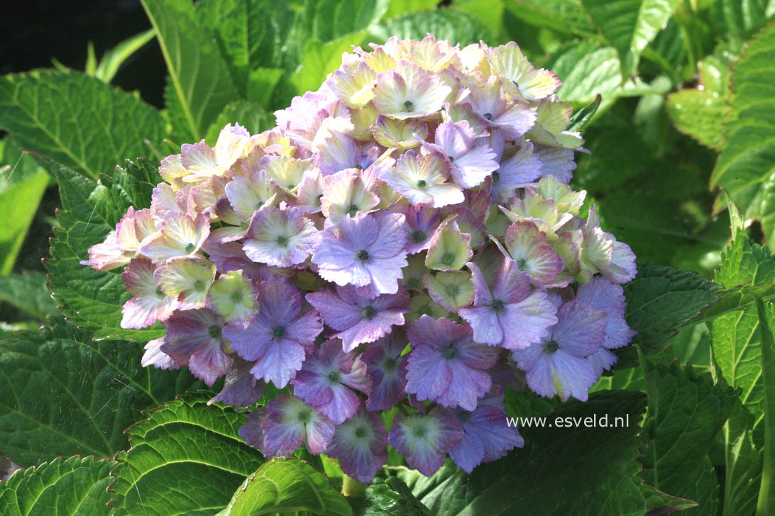 Hydrangea macrophylla 'Fantasia' (FOREVER & EVER)