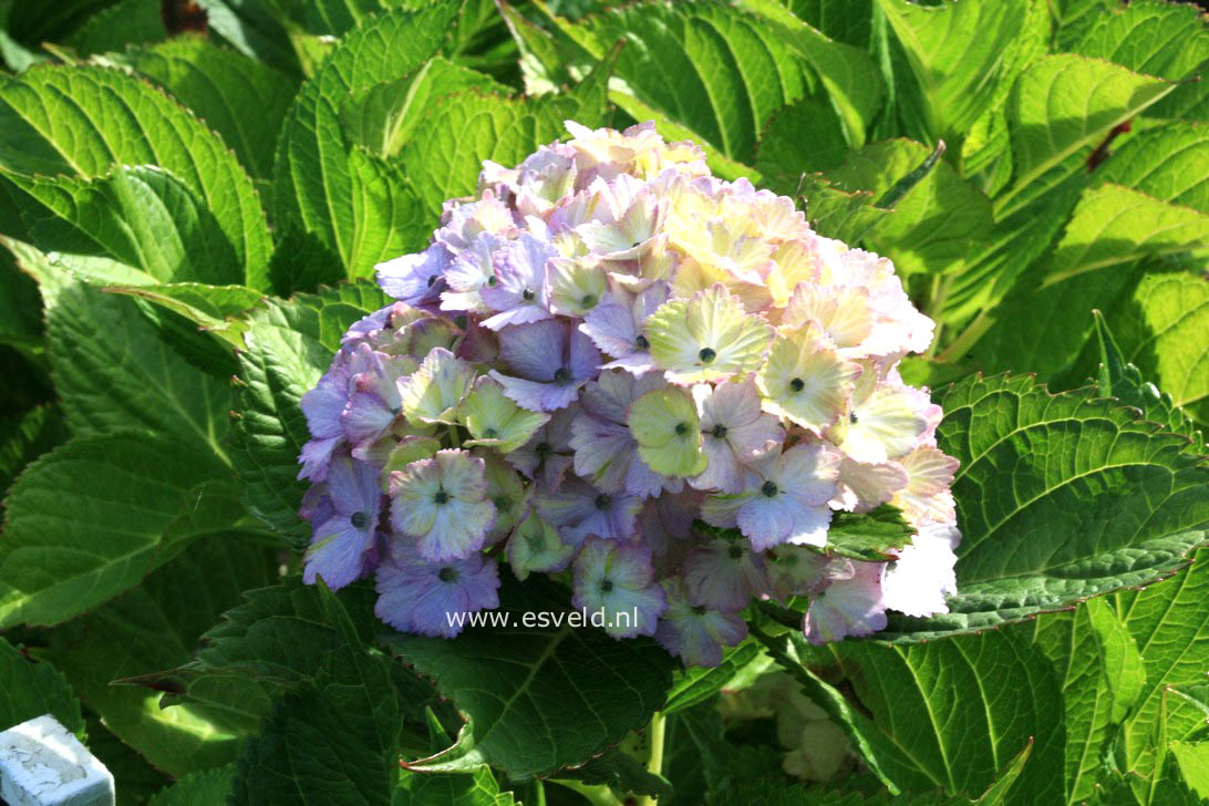 Hydrangea macrophylla 'Fantasia' (FOREVER & EVER)