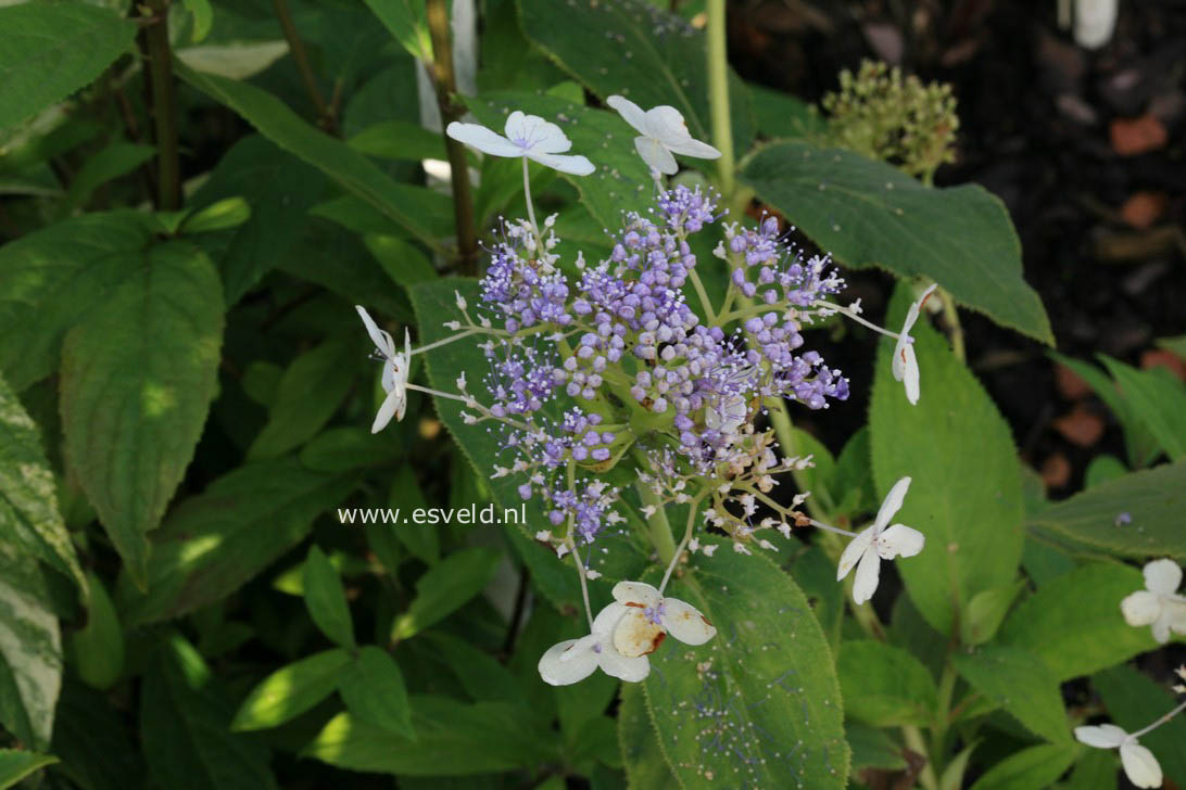 Hydrangea involucrata 'Late Love'