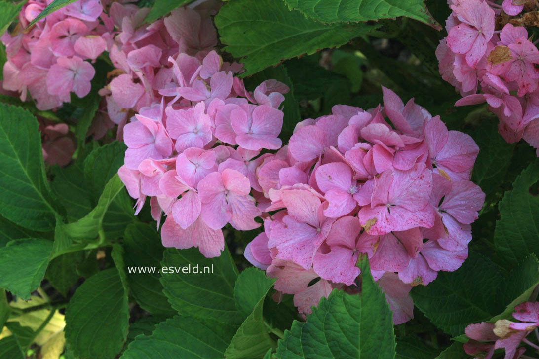 Hydrangea macrophylla 'Kolmadan' (MAGICAL DANIQUE)