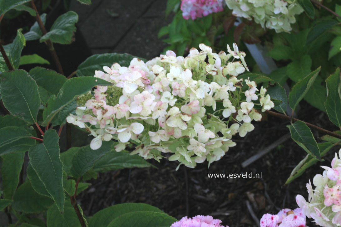 Hydrangea paniculata 'Unique'