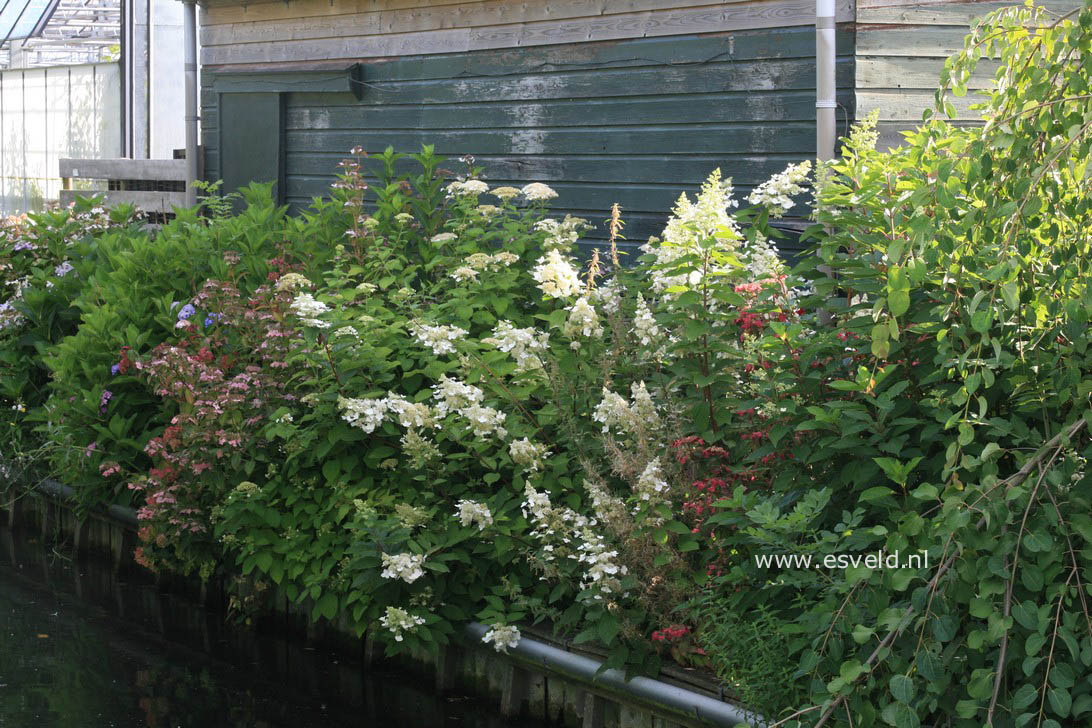 Hydrangea paniculata