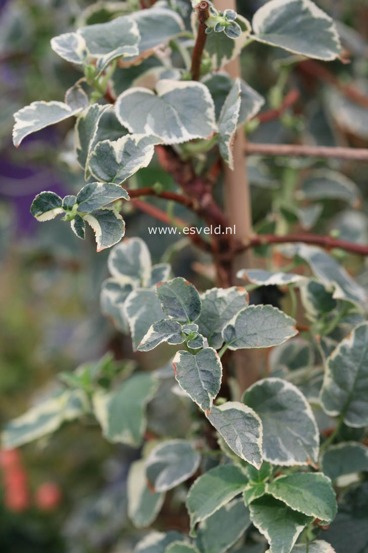 Hydrangea anomala 'Silver Lining'