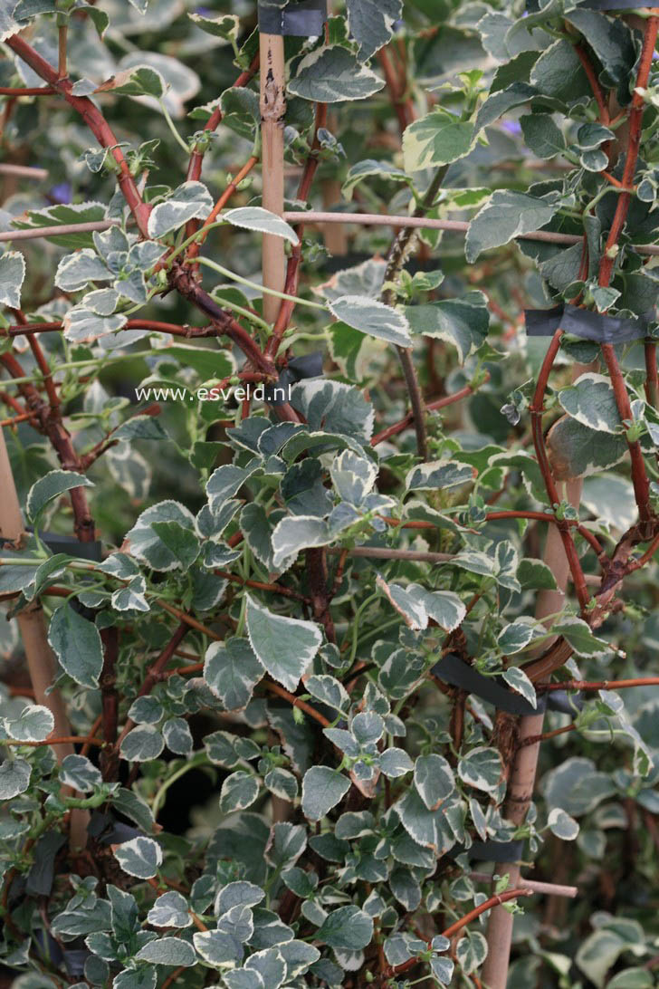 Hydrangea anomala 'Silver Lining'
