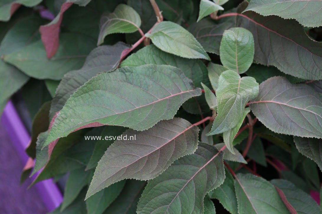 Hydrangea aspera 'Haopr012' (HOT CHOCOLATE)