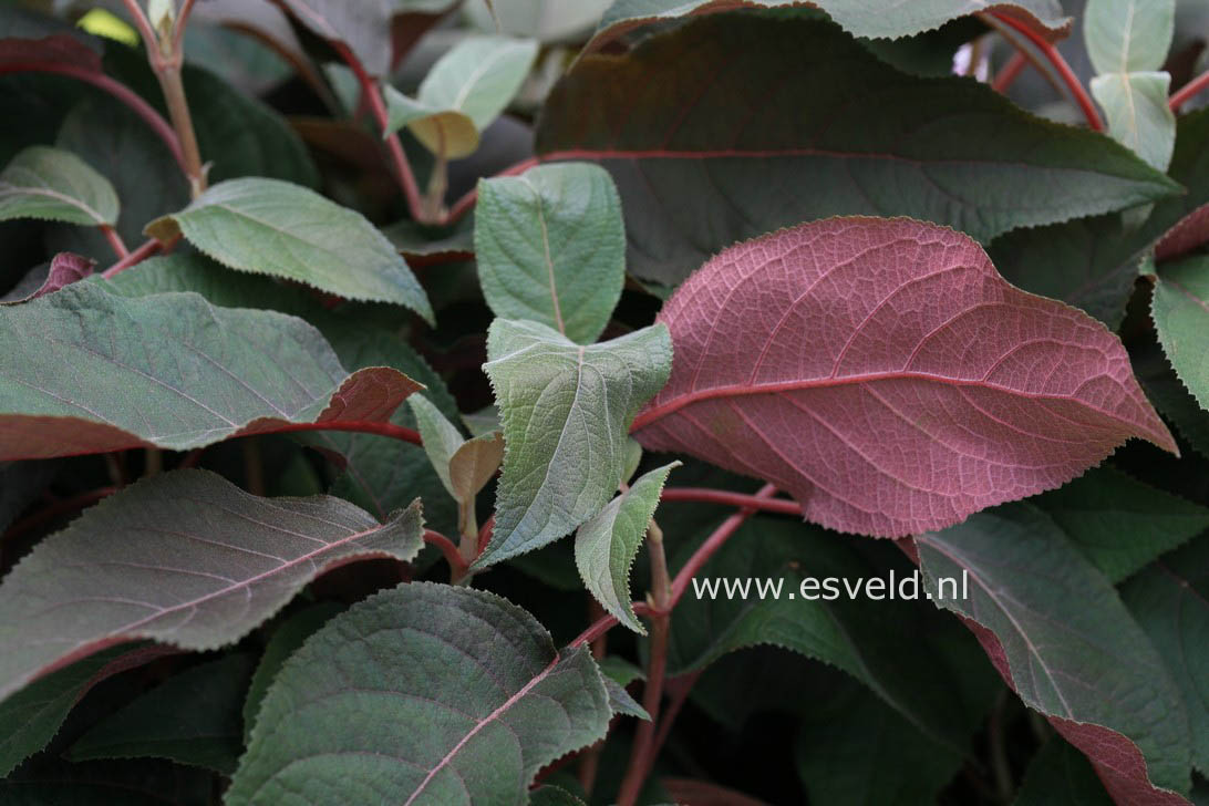 Hydrangea aspera 'Haopr012' (HOT CHOCOLATE)
