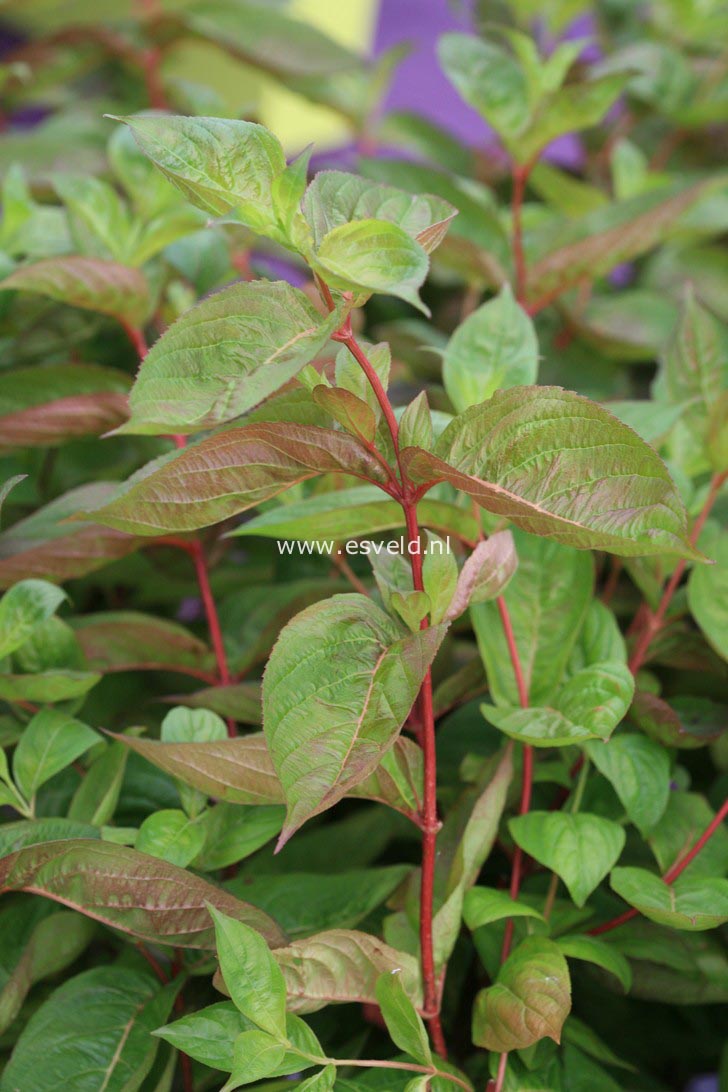 Weigela florida 'Wings of Fire'
