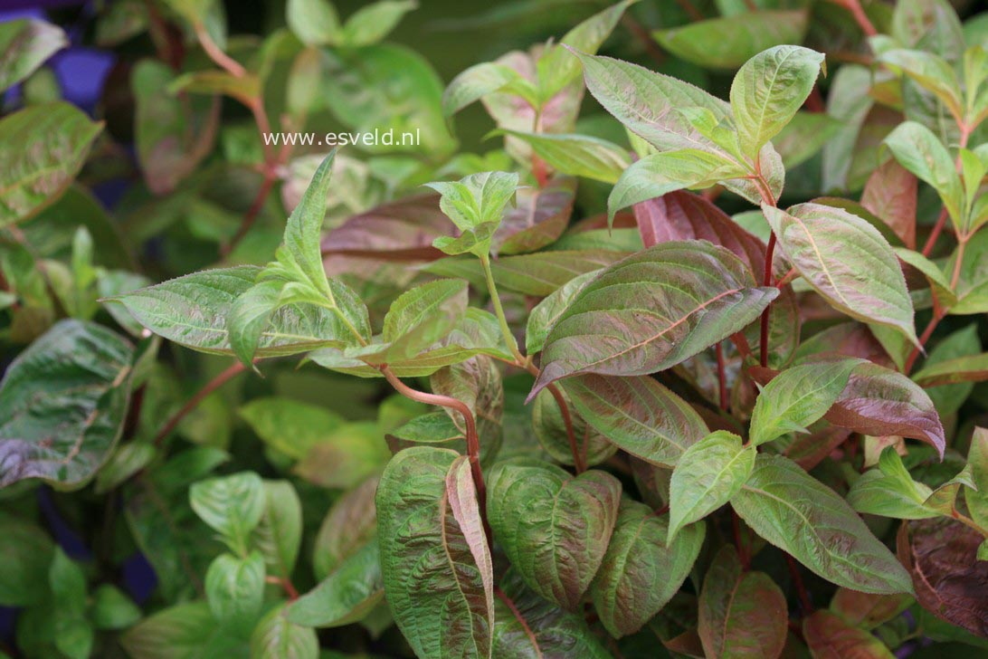 Weigela florida 'Wings of Fire'