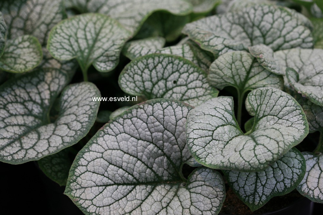 Brunnera macrophylla 'Sea Heart'
