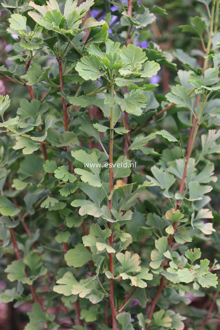 Ginkgo biloba 'Menhir'