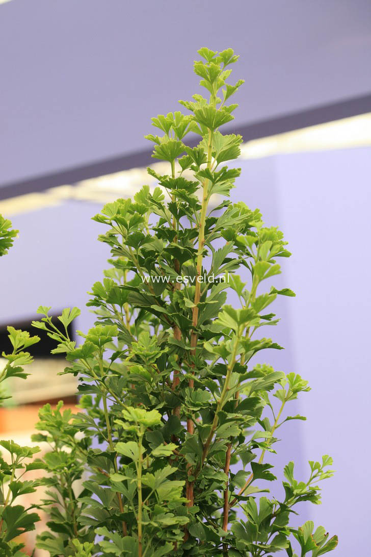 Ginkgo biloba 'Menhir'
