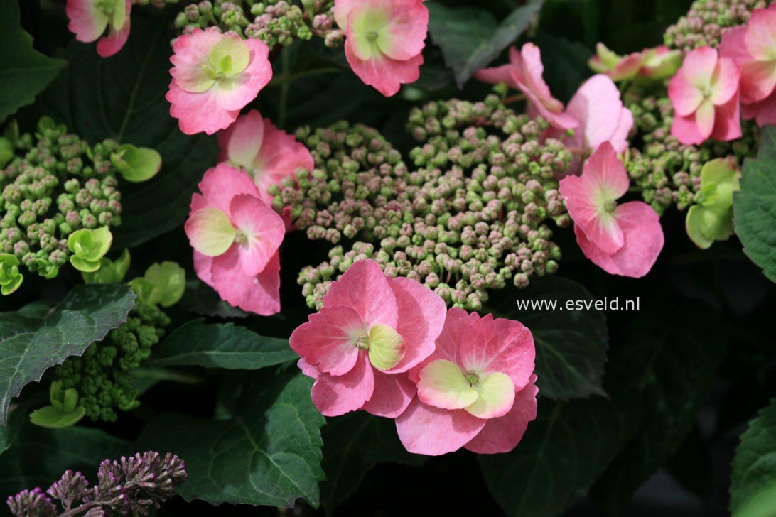 Hydrangea macrophylla 'Mak20' (FLAIR & FLAVOURS COTTON CANDY)