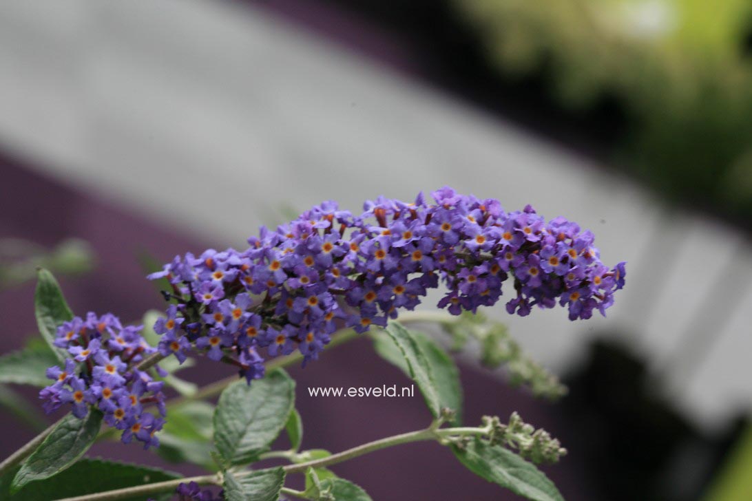 Buddleja davidii 'Podaras8' (FREE PETITE BLUE HEAVEN)