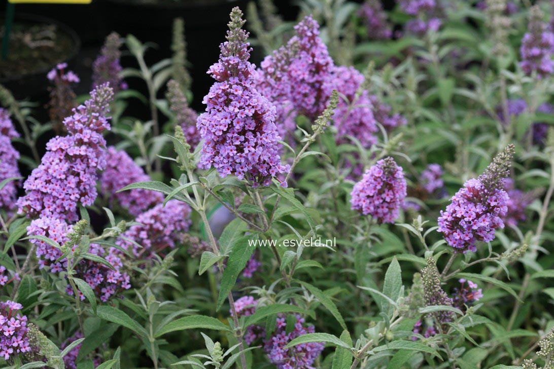 Buddleja davidii 'Tobudskybl' (BUZZ SKY BLUE)