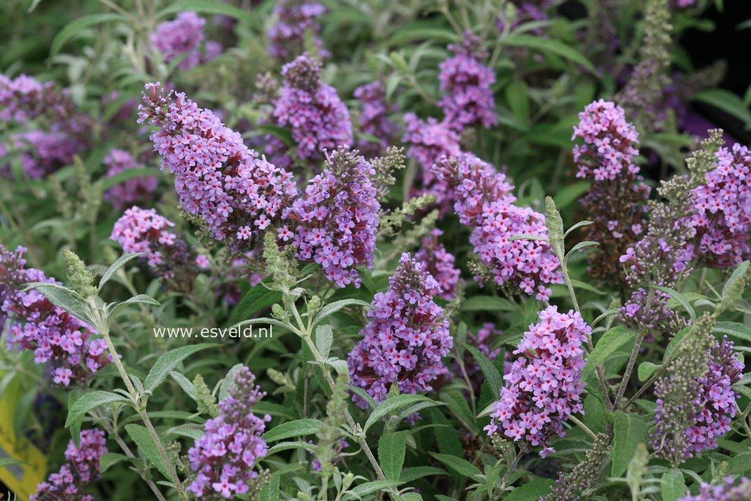 Buddleja davidii 'Tobudskybl' (BUZZ SKY BLUE)