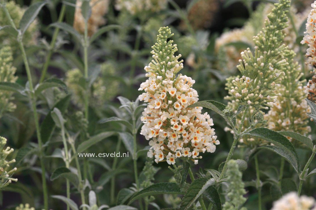 Buddleja davidii 'Tobudivory' (BUZZ IVORY)