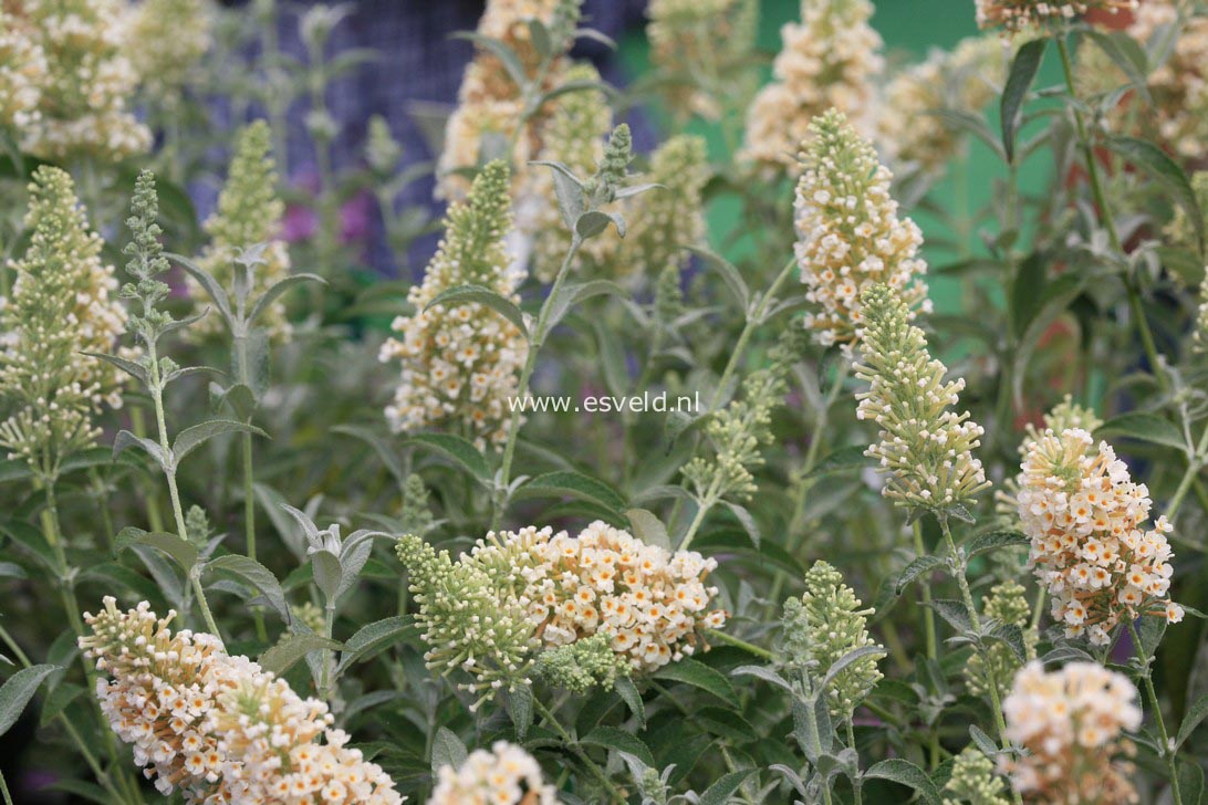 Buddleja davidii 'Tobudivory' (BUZZ IVORY)