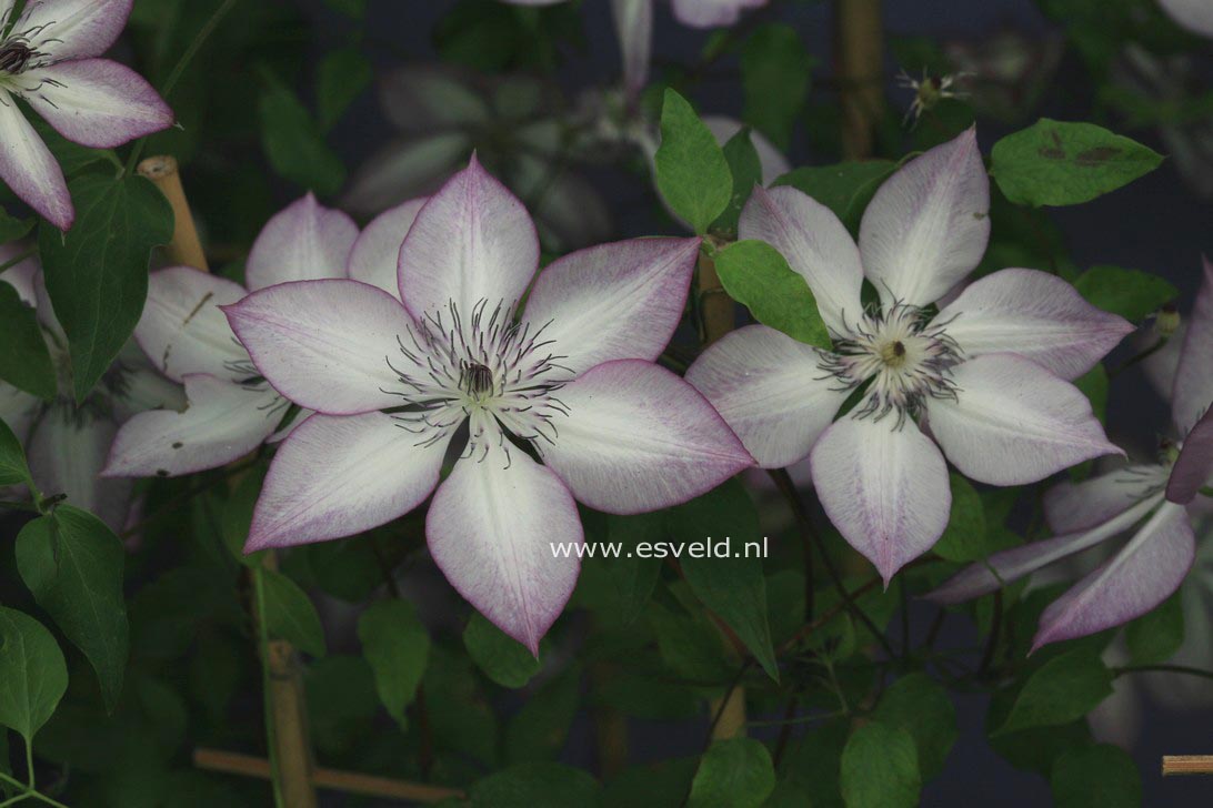 Clematis 'Fond Memories' (SUCCESS)