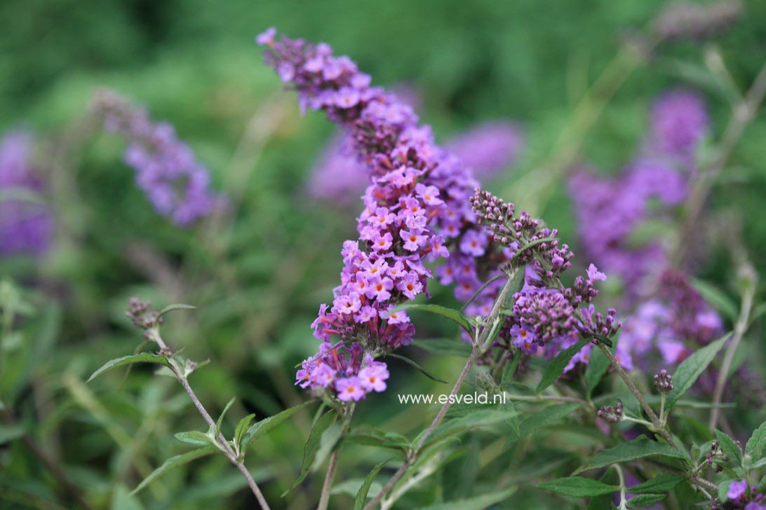 Buddleja davidii 'Podaras10' (FREE PETITE DARK PINK)