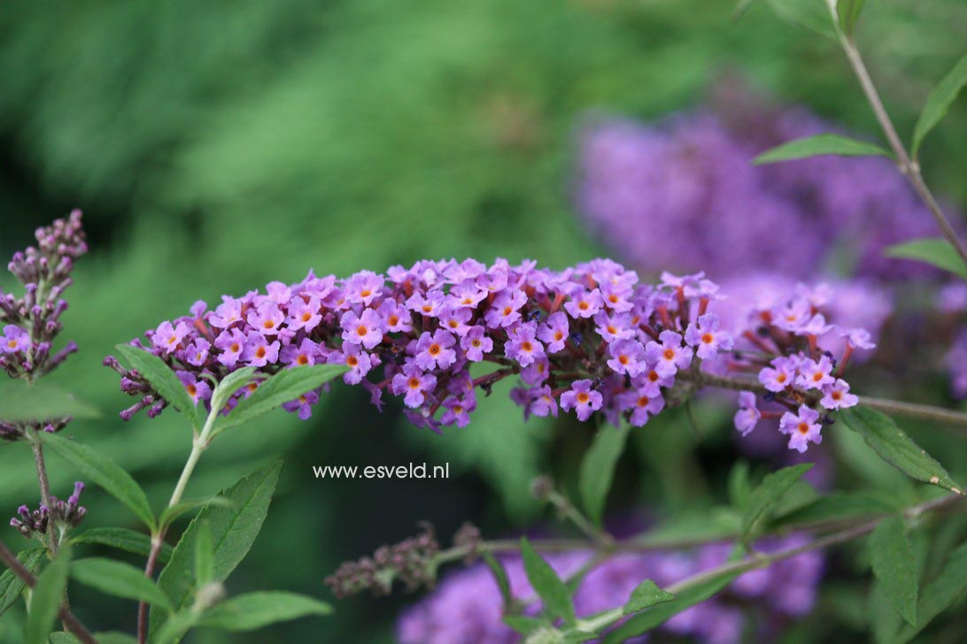 Buddleja davidii 'Podaras10' (FREE PETITE DARK PINK)