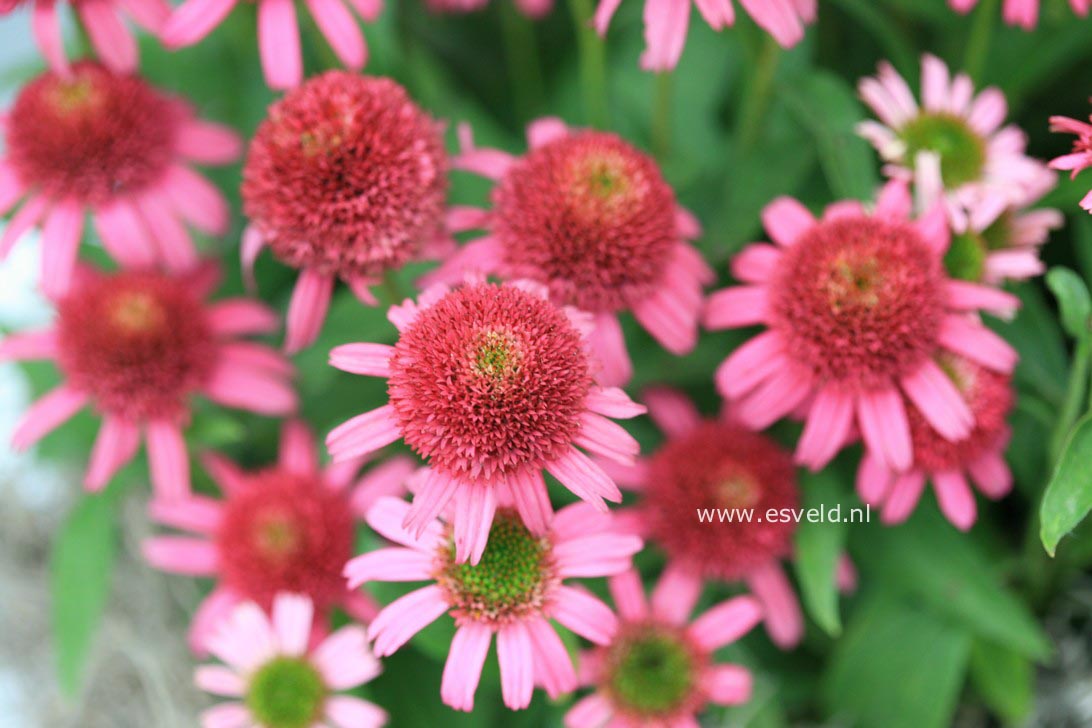 Echinacea purpurea 'Piccolino'