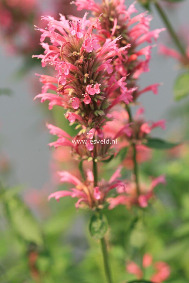 Agastache mexicana 'Red Fortune'