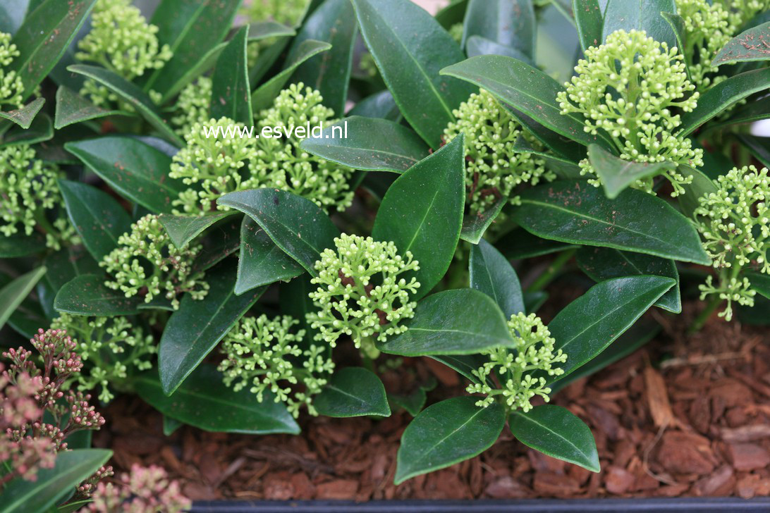 Skimmia japonica 'Moerings1' (WHITE DWARF)