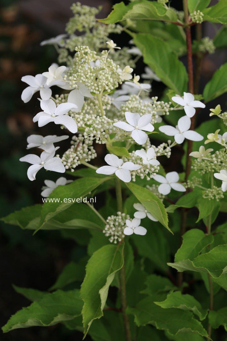 Hydrangea paniculata 'Degustar' (STARLIGHT FANTASY)