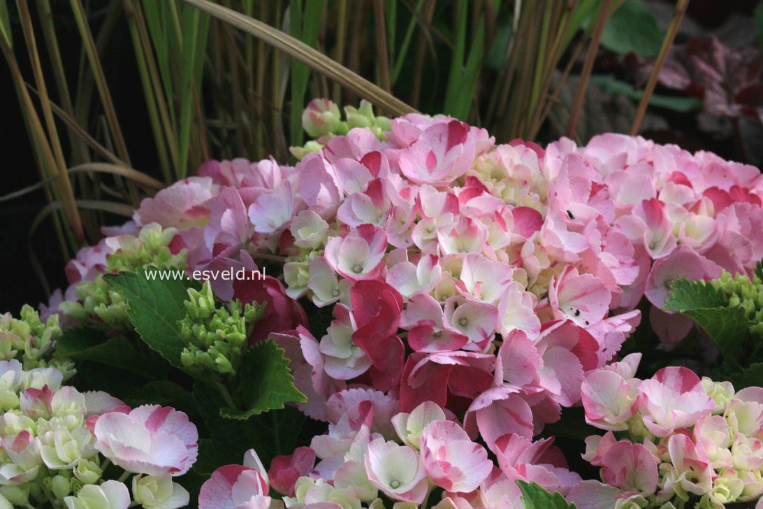 Hydrangea macrophylla 'Sweet Fantasy' (HOVARIA)