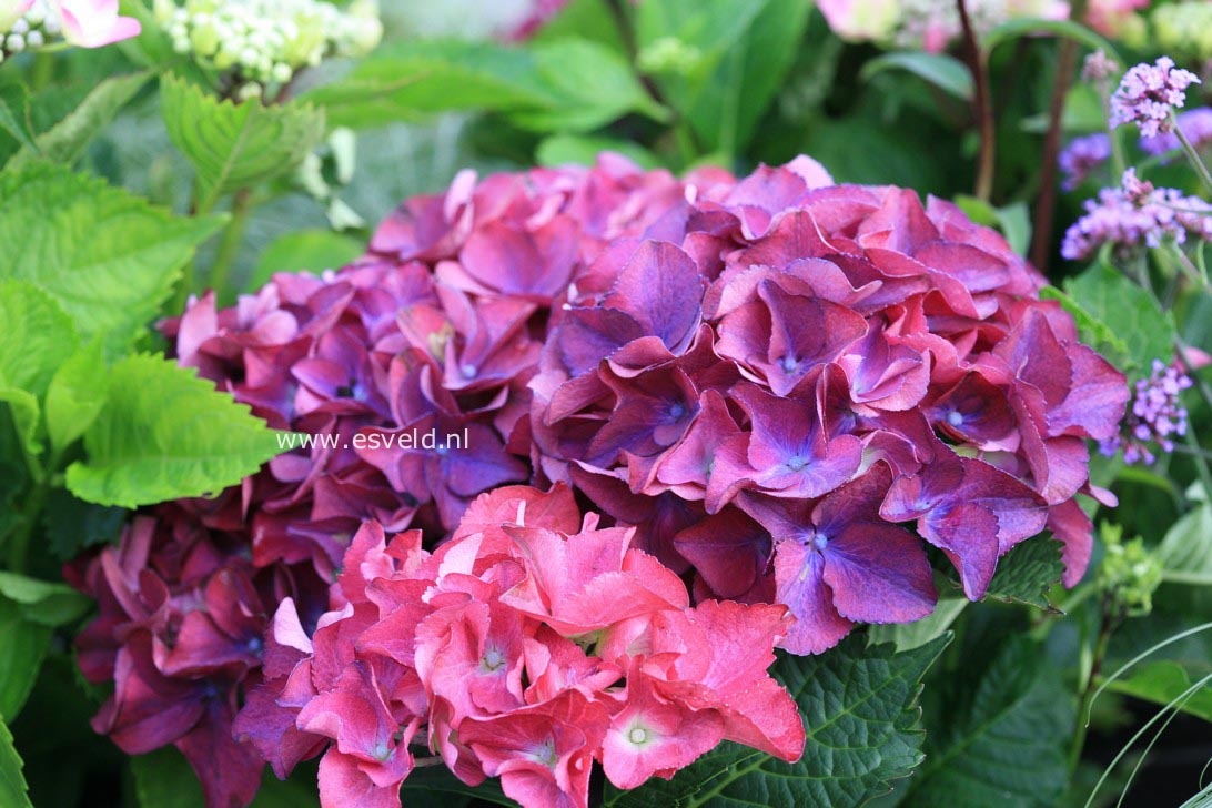 Hydrangea macrophylla 'Red Beauty'