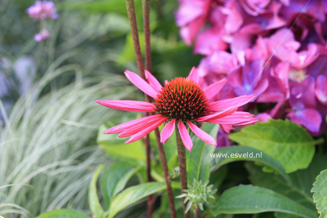 Echinacea purpurea 'Pica Bella'