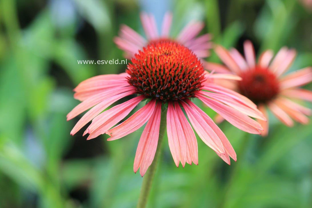 Echinacea purpurea 'Sundown'