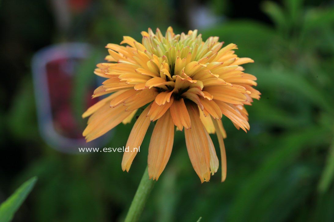 Echinacea purpurea 'Marmelade'