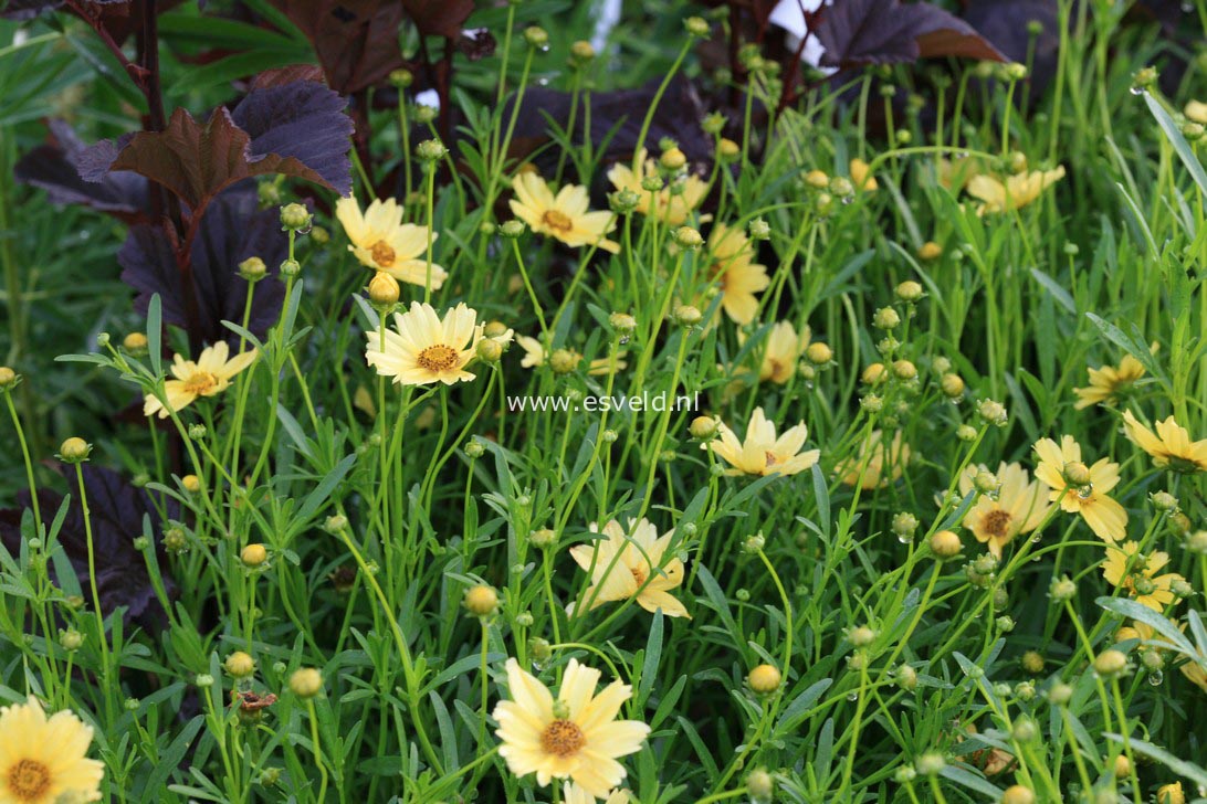 Coreopsis 'Creme Brulee'