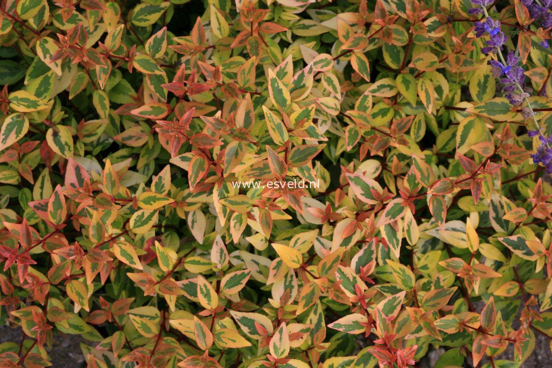 Abelia grandiflora 'Gold Spot'