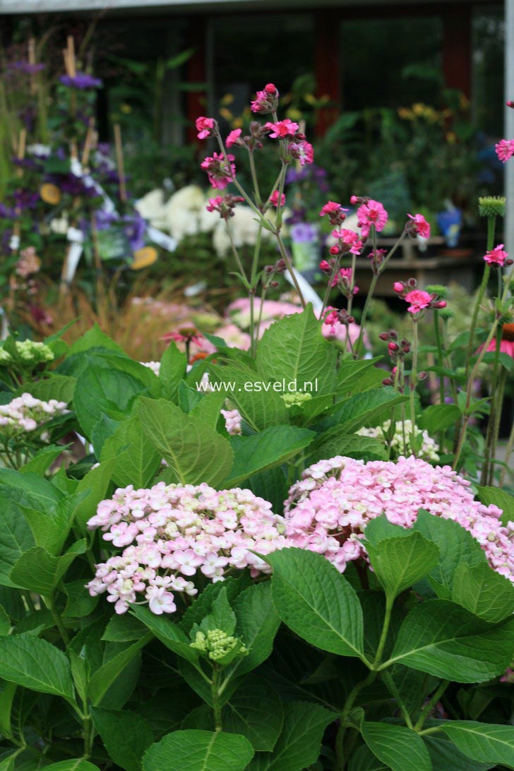 Hydrangea macrophylla 'Ayesha'