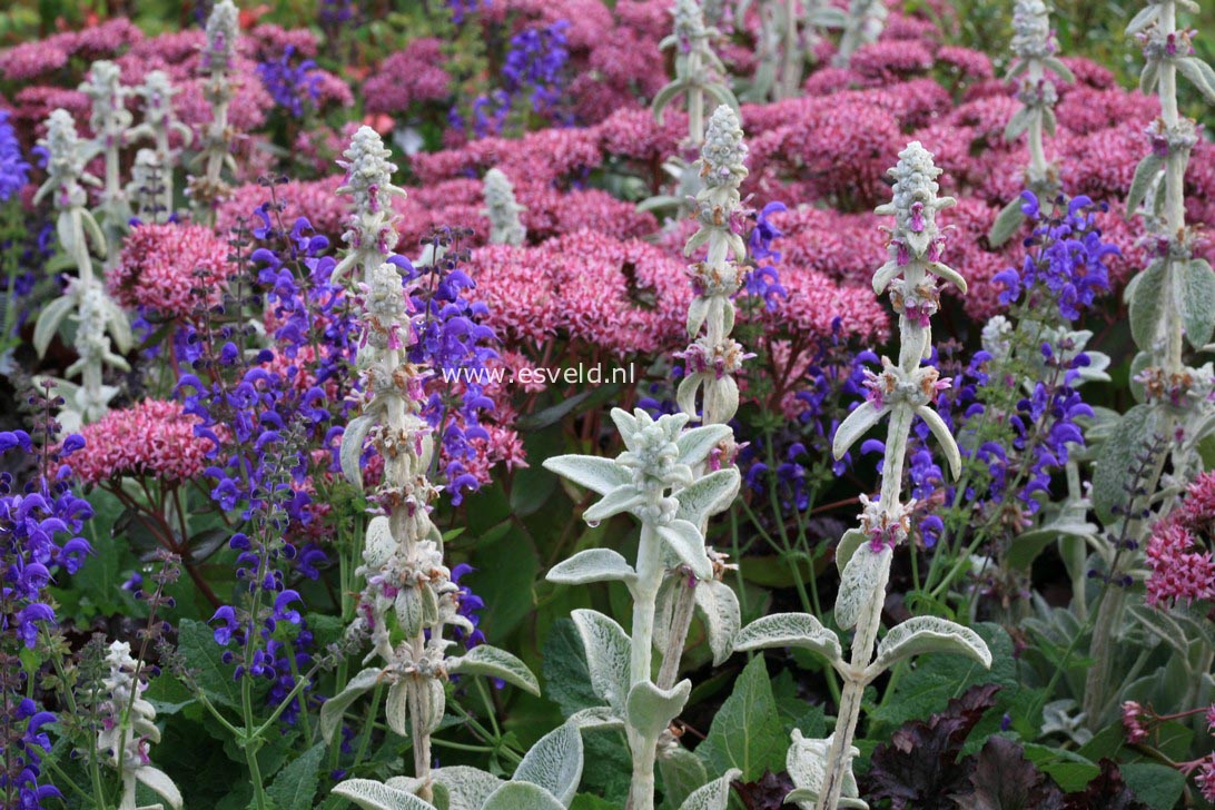 Stachys byzantina