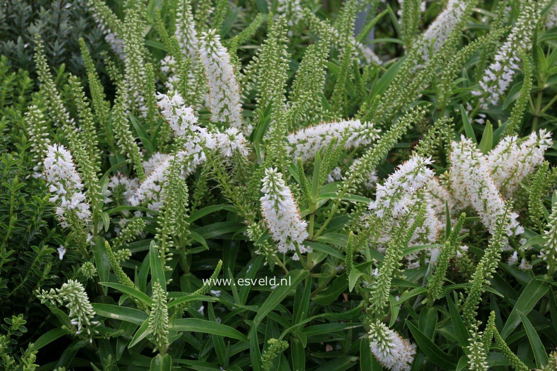 Hebe 'Snowdrift'