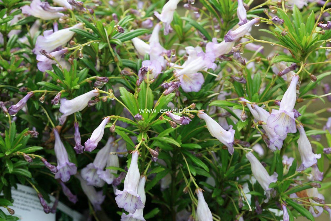 Lysionotus pauciflorus 'Lady Lavender'