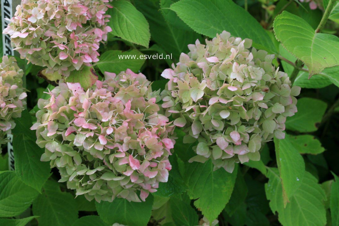 Hydrangea macrophylla 'Semperflorens','Bailmer'(ENDLESS SUMMER)