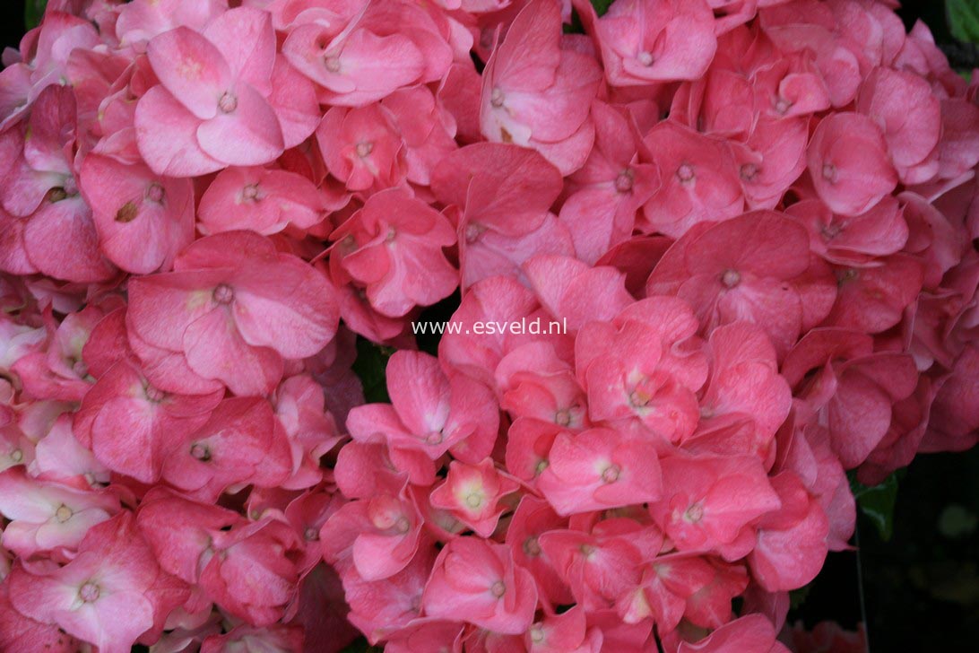Hydrangea macrophylla 'Duro'